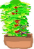 What is feng shui big money plant 风水到底是什么